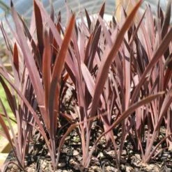 Cordyline Australis Red Sensation 11 Cordyline Australis Red Sensation -Felco Shop cordyline red sensation tube