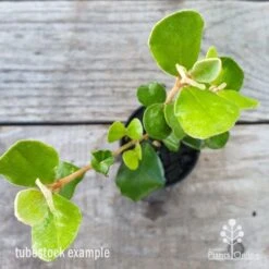 Correa Alba -Felco Shop correa alba leaf 1