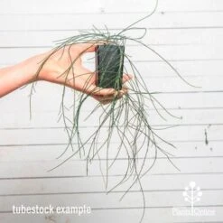 Casuarina Cousin It 12 Casuarina Cousin It -Felco Shop cousin it tube af