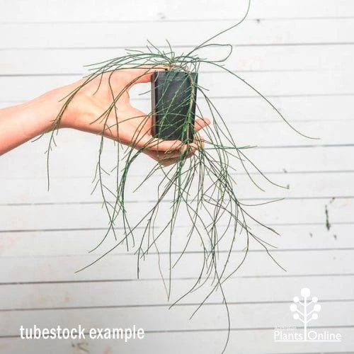 Casuarina Cousin It 4 Casuarina Cousin It - Image 4