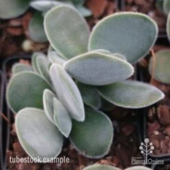 Crassula Dubia - Succulent -Felco Shop crassula dubia tube 1