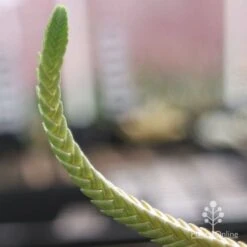 Crassula - Watchchain, Rat Tail Succulent -Felco Shop crassula watchchain closeup