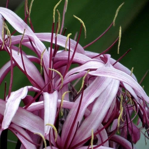 Crinum Wine Time - Swamp Lily 1 Crinum Wine Time - Swamp Lily
