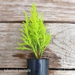 Cupressus Lemon Scent - Lemon Cypress -Felco Shop cupressus lemon scent