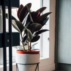 Ficus Elastica Burgundy - Rubber Plant -Felco Shop dark ficus elastica