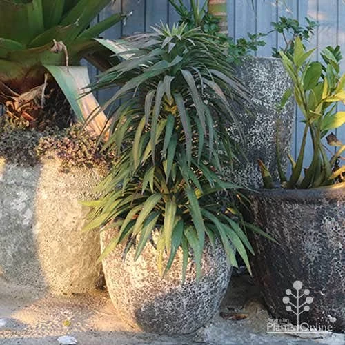Yucca Desmetiana 2 Yucca Desmetiana - Image 2