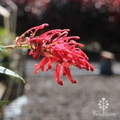 Grevillea Deua Flame -Felco Shop deua flame flower closeup