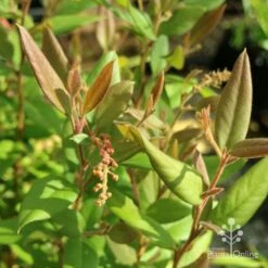 Grevillea Deua Flame -Felco Shop deua flame foliage