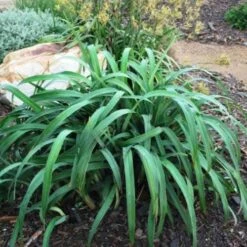 Dianella Cherry Red -Felco Shop dianella cherry red 500