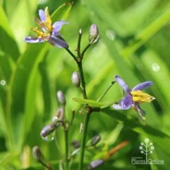 Dianella Little Jess 12 Dianella Little Jess -Felco Shop dianella little jess flower closeup