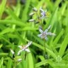 Dianella Petite Marie