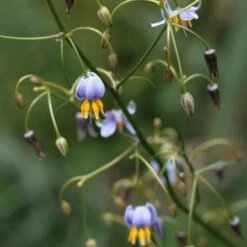 Dianella Cherry Red -Felco Shop dianella tasmanica flowers