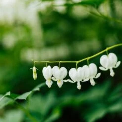 Dicentra Alba - Bleeding Heart - 75mm BIGGER Size 8 Dicentra Alba - Bleeding Heart - 75mm BIGGER Size -Felco Shop dicentra alba stem