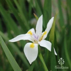 Dietes Tiny Dancer- Wild Iris - 68mm BIGGER Size 6 Dietes Tiny Dancer- Wild Iris - 68mm BIGGER Size -Felco Shop dietes tiny dancer flower 1