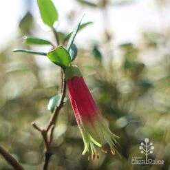 Correa Dinner Bells -Felco Shop dinner bells flower close