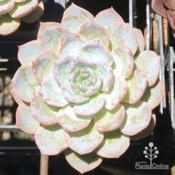 Echeveria Morning Beauty - Succulent -Felco Shop eceheveria morning beauty