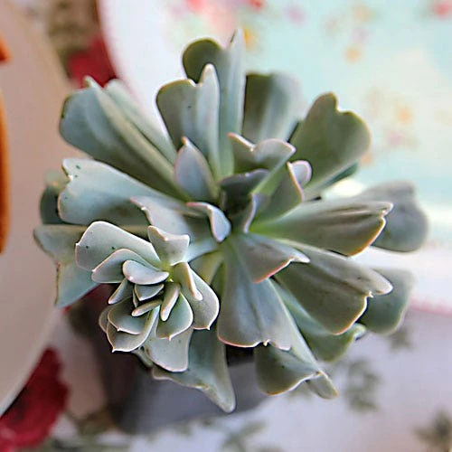 Echeveria Topsy Turvy - Succulent 1 Echeveria Topsy Turvy - Succulent