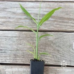 Zingiber - Edible Ginger -Felco Shop edible ginger