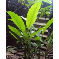 Zingiber - Edible Ginger -Felco Shop edible ginger full