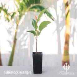 Elaeocarpus Prima Donna - Blueberry Ash -Felco Shop elaeocarpus prima donna tube