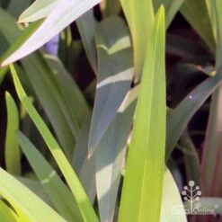 Dianella Cherry Red -Felco Shop em fountain v cherry red img 6989