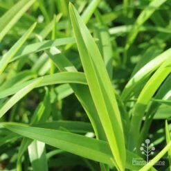 Dianella Emerald Fountain -Felco Shop emerald fountain leaf