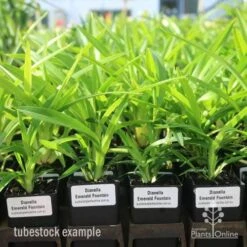 Dianella Emerald Fountain -Felco Shop emerald fountain tubestock standard