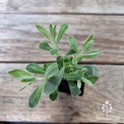 Eremophila Blue Horizon - Emu Bush -Felco Shop eremophila blue horizon 1