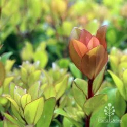 Metrosideros Little Ewan - Dwarf NZ Christmas Bush 18 Metrosideros Little Ewan - Dwarf NZ Christmas Bush -Felco Shop ewan leaf colour new