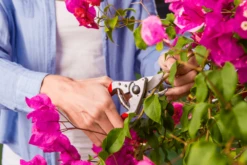 Felco 14 Secateurs 5 Felco 14 Secateurs -Felco Shop felco 14 2 42744.1683527873