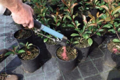 Handheld Topdressing Fertiliser Dispenser (Short) -Felco Shop fertilEasy13 26819.1656574251