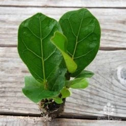 Ficus Lyrata Bambino - Fiddle Leaf Fig -Felco Shop ficus bambino 2