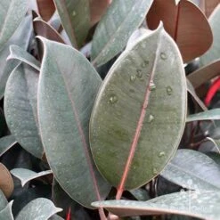 Ficus Elastica Burgundy - Rubber Plant -Felco Shop ficus burgundy leaves