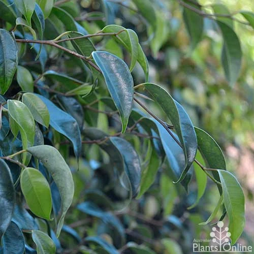 Ficus Benjamina Midnight Beauty - Weeping Fig 4 Ficus Benjamina Midnight Beauty - Weeping Fig - Image 4