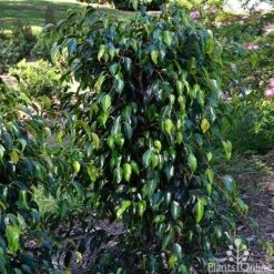 Ficus Benjamina Midnight Beauty - Weeping Fig 15 Ficus Benjamina Midnight Beauty - Weeping Fig -Felco Shop ficus midnight beauty tall