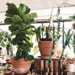 Ficus Lyrata - Fiddle Leaf Fig -Felco Shop ficus lyrata in terracotta