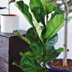 Ficus Lyrata - Fiddle Leaf Fig -Felco Shop ficus lyrata leaf 500 1