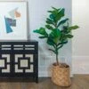 Ficus Lyrata - Fiddle Leaf Fig