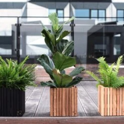 Ficus Lyrata - Fiddle Leaf Fig -Felco Shop ficus lyrata wooden planter 500 1