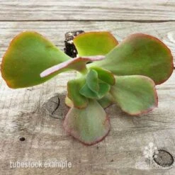 Echeveria Fire And Ice - Succulent -Felco Shop fire and ice leaves 500 1