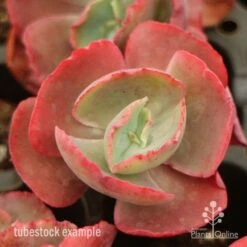 Echeveria Fire And Ice - Succulent -Felco Shop fire ice top view