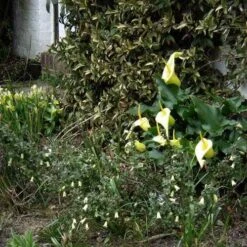 Correa Nummulariifolia - Roundleaf Correa -Felco Shop flickr peganum correa reflexa numm 1