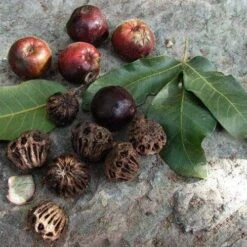 Burdekin Plum - Pleiogynium