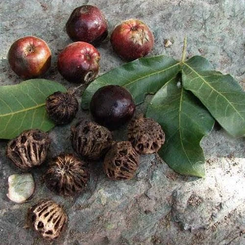 Burdekin Plum - Pleiogynium 1 Burdekin Plum - Pleiogynium