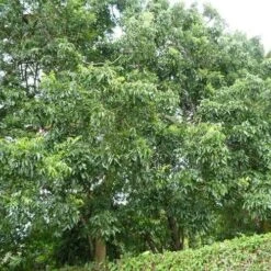 Burdekin Plum - Pleiogynium 21 Burdekin Plum - Pleiogynium -Felco Shop flickr wendy cutler burdekin plum