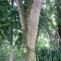 Burdekin Plum - Pleiogynium 22 Burdekin Plum - Pleiogynium -Felco Shop flickr wendy cutler burdekin plum bark