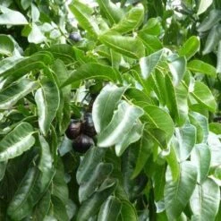 Burdekin Plum - Pleiogynium 15 Burdekin Plum - Pleiogynium -Felco Shop flickr wendy cutler burdekin plum fruits