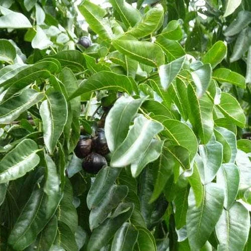 Burdekin Plum - Pleiogynium 4 Burdekin Plum - Pleiogynium - Image 4