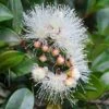 Syzygium Resilience - Lilly Pilly
