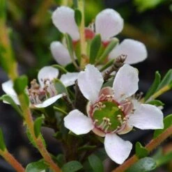Leptospermum Liversidgei Mozzie Blocker 13 Leptospermum Liversidgei Mozzie Blocker -Felco Shop flowers 2